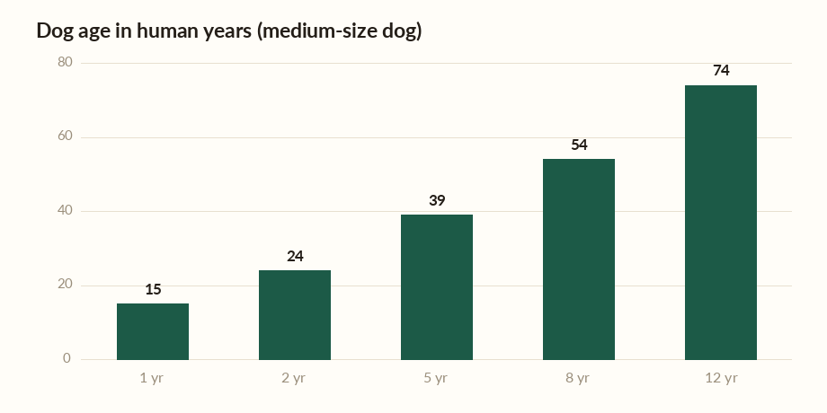 Dog age calculator chart showing a medium dog's age in human years at 1, 2, 5, 8 and 12 years.