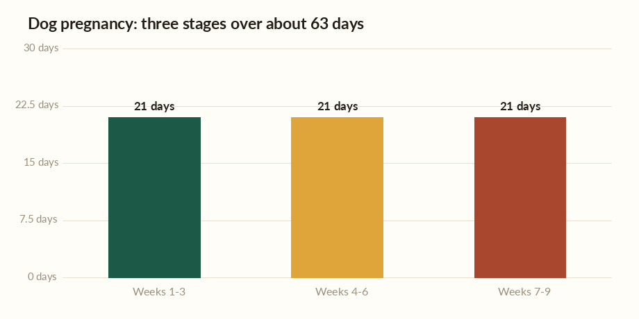 Dog pregnancy calculator chart showing the three stages of the 63-day canine gestation period.